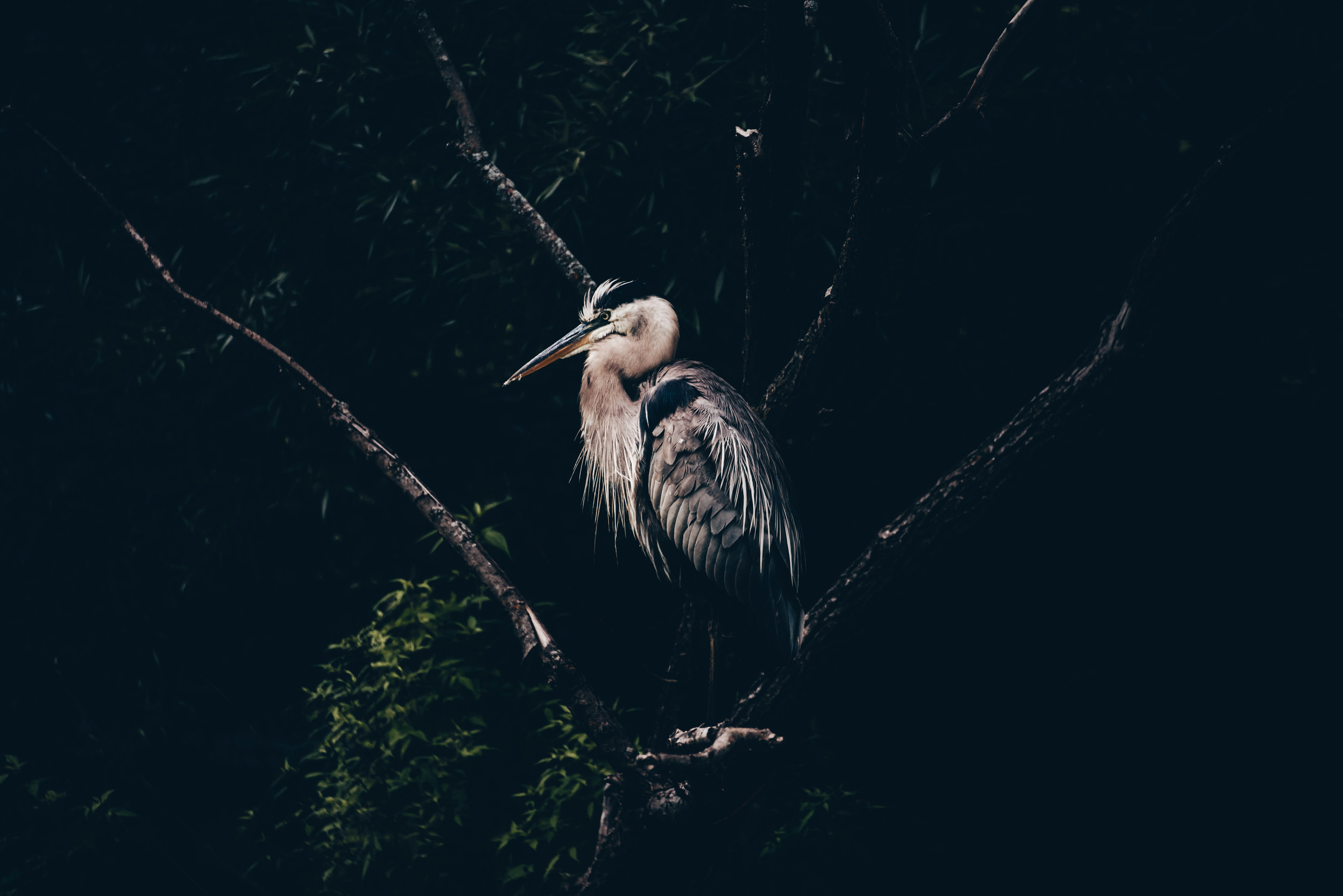 a large bird sitting on top of a tree branch