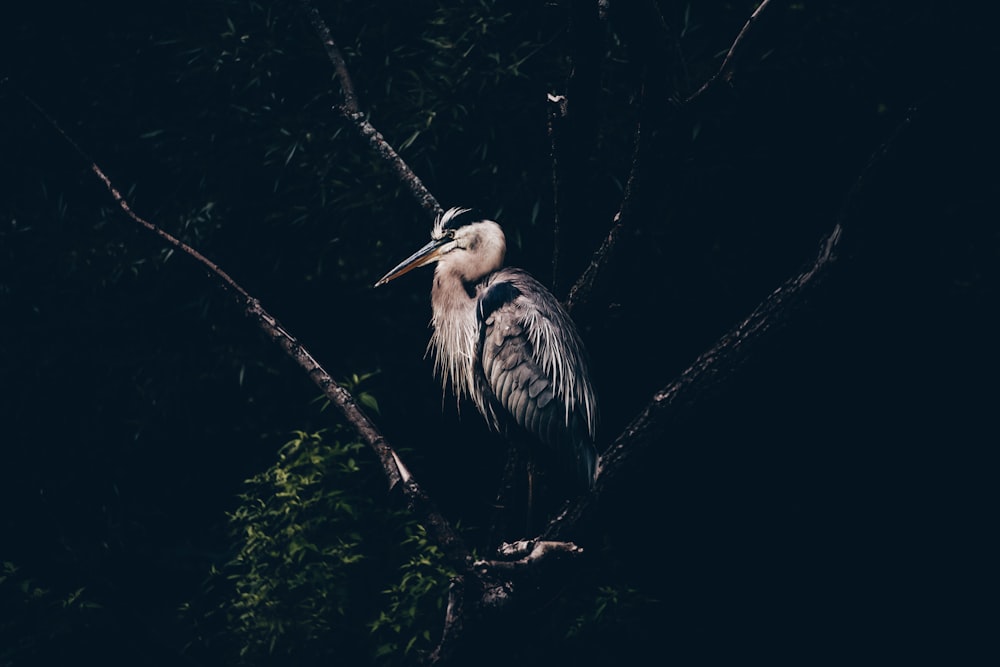 a large bird sitting on top of a tree branch