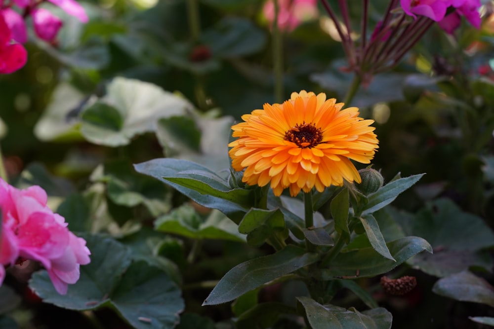 a yellow flower surrounded by pink and purple flowers