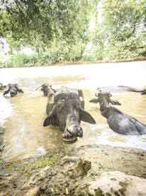 Several buffalo are lounging in a muddy waterbody surrounded by dense green foliage. The animals appear to be relaxed, partially submerged with their heads above water.