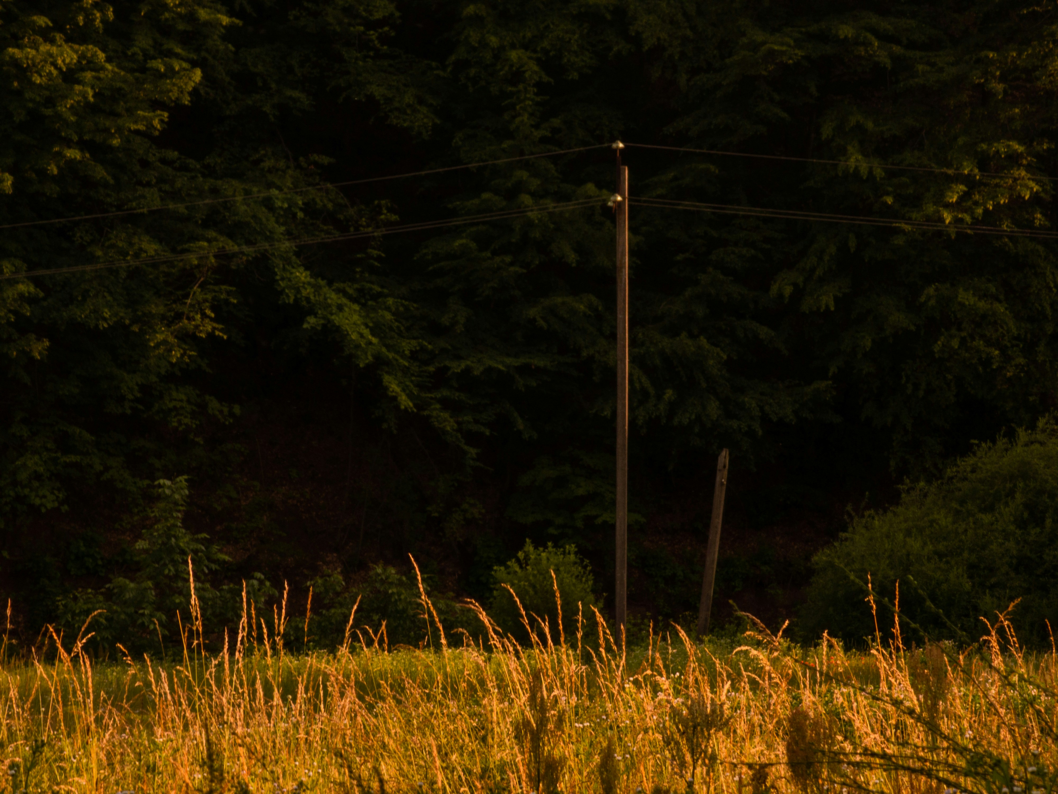 un palo del telefono in mezzo a un campo