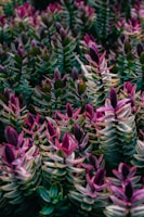 A luscious medium-sized succulent grouping bursting with rich greens and purples.