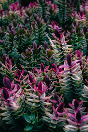 A luscious medium-sized succulent grouping bursting with rich greens and purples.