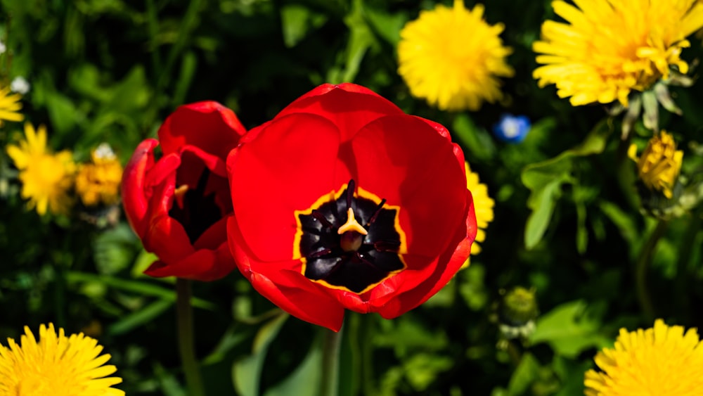 a close up of a red flower with yellow flowers in the background