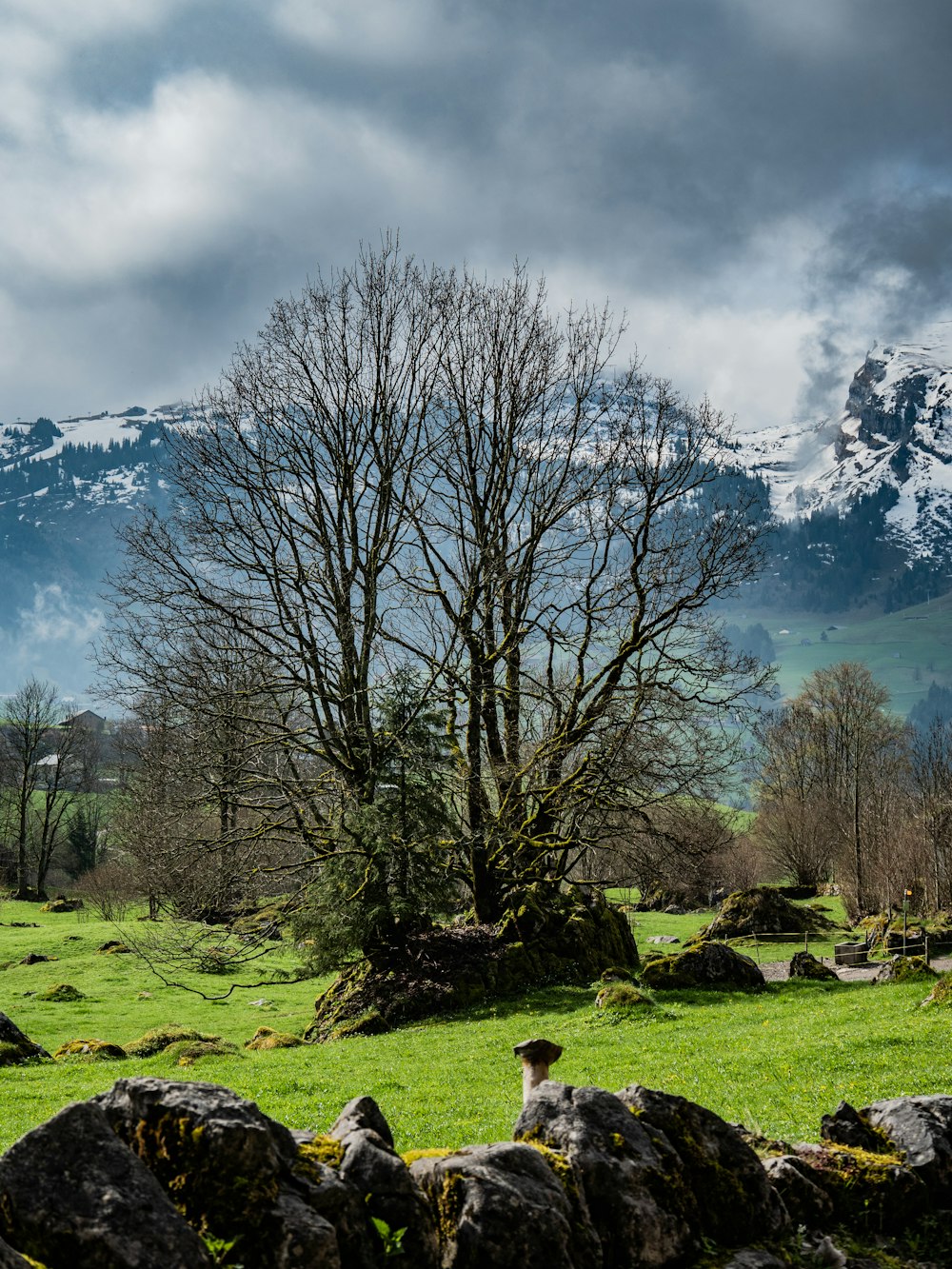 a lone sheep in a field with a mountain in the background