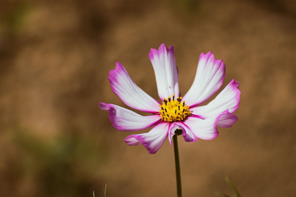 a white and pink flower with a yellow center