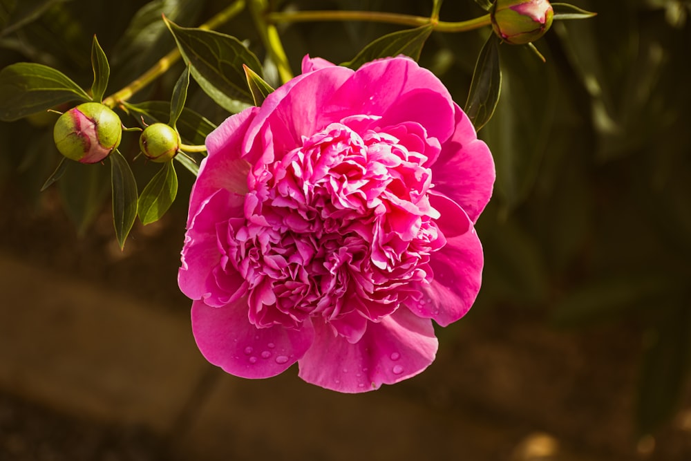 a close up of a pink flower on a tree