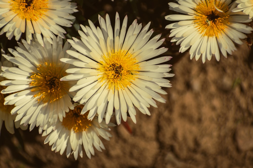 a group of white flowers with yellow centers