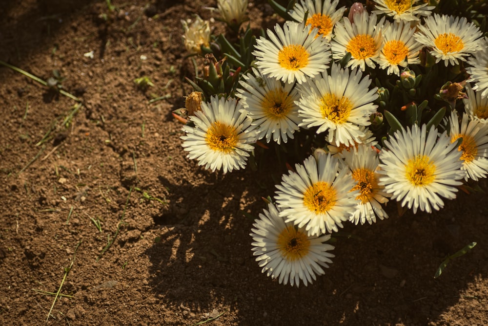 a bunch of white and yellow flowers in the dirt