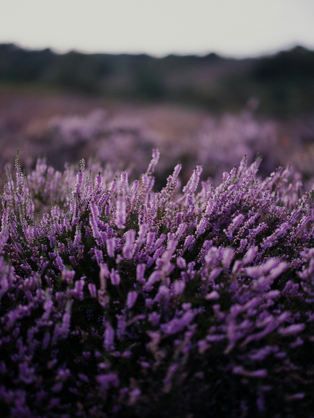 a field of purple flowers with a sky background