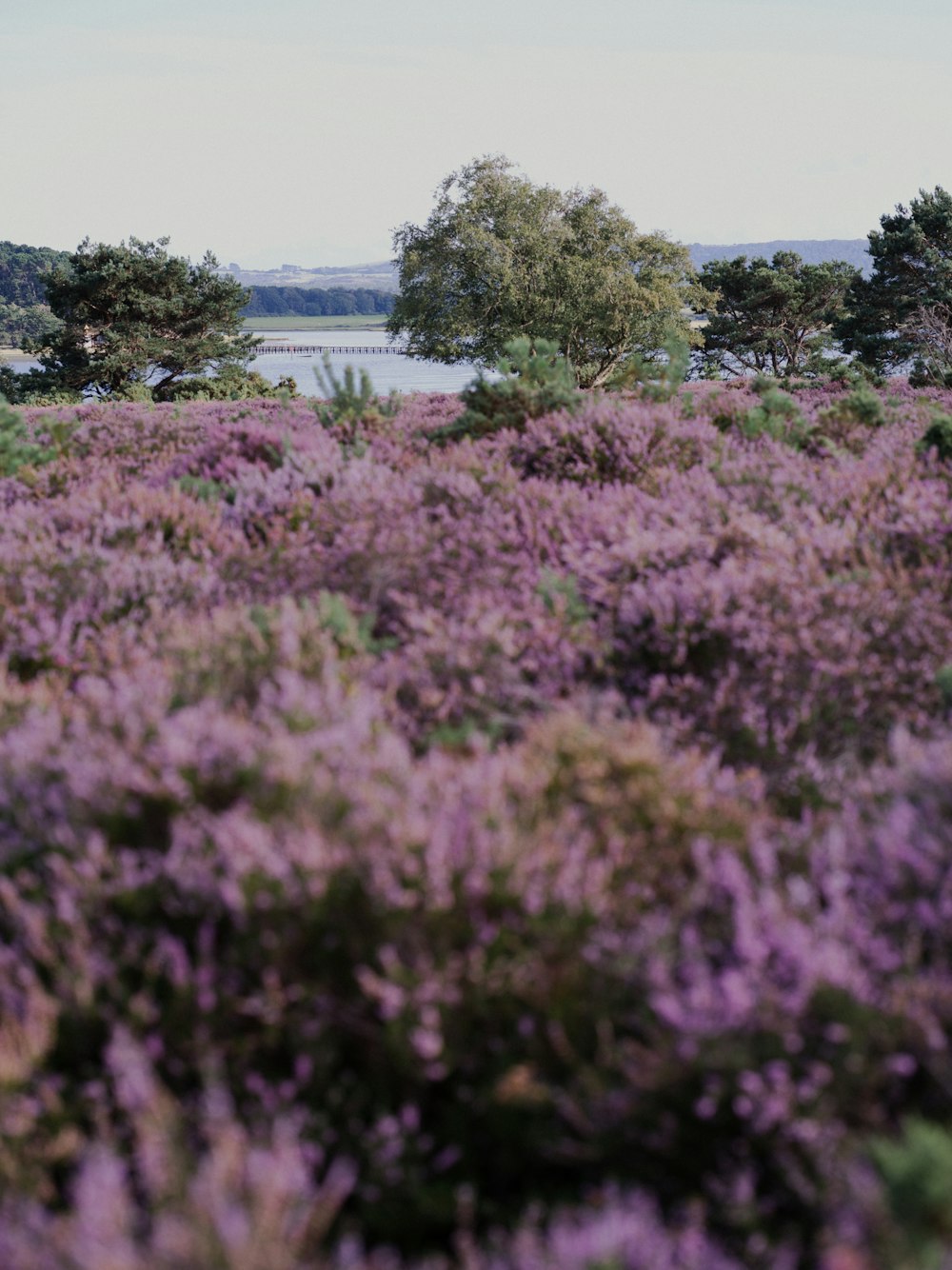 a field of purple flowers with a lake in the background