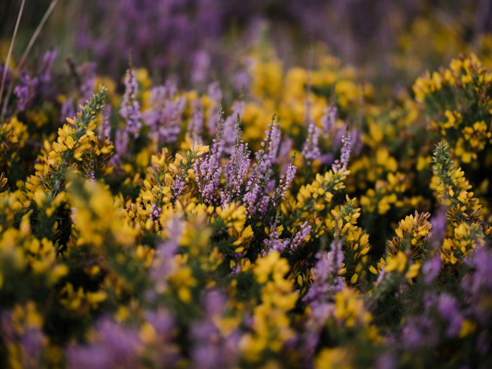a field full of yellow and purple flowers
