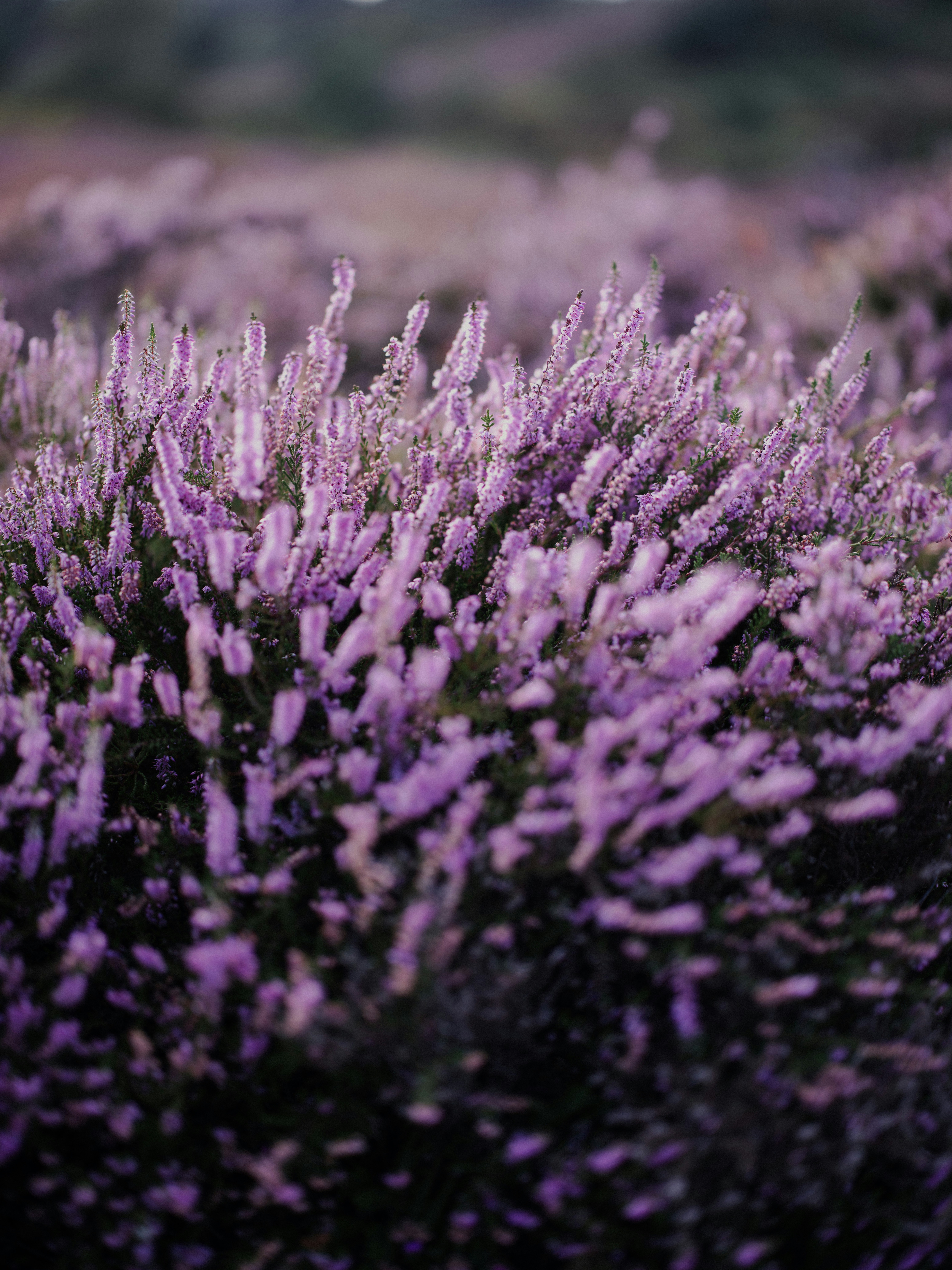 Photo by anniespratt