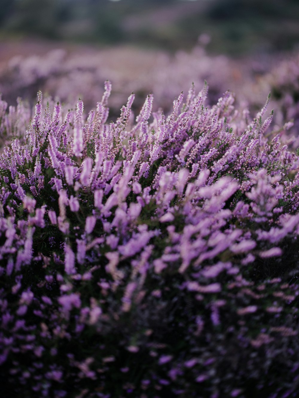 a field full of purple flowers with a sky background