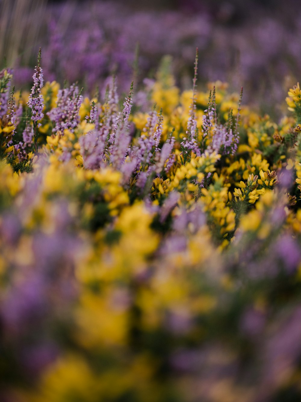 a bunch of flowers that are in the grass