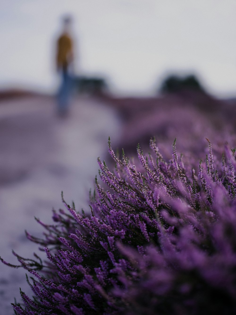 a man walking down a road next to a field of purple flowers