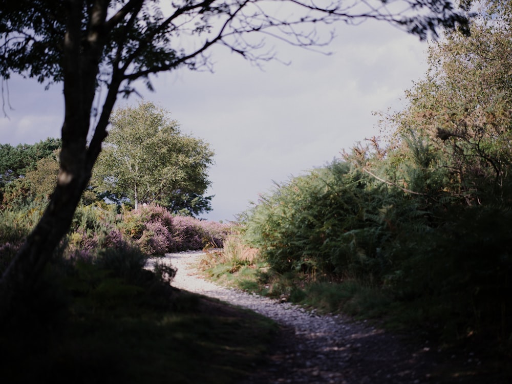 a dirt road surrounded by trees and bushes