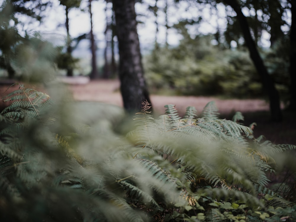 a lush green forest filled with lots of trees