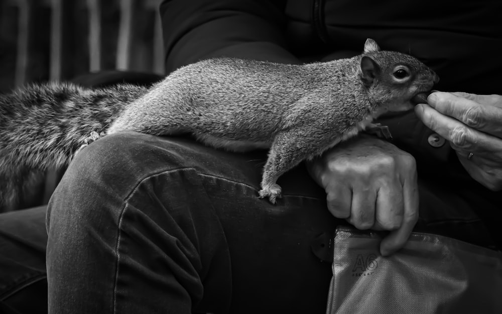 a man holding a squirrel on his lap