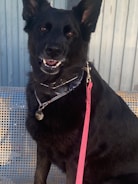 A large black dog with upright ears, wearing a collar and a pink leash. The dog is sitting on a metal mesh bench, with a backdrop of corrugated metal.