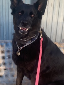 A large black dog with upright ears, wearing a collar and a pink leash. The dog is sitting on a metal mesh bench, with a backdrop of corrugated metal.