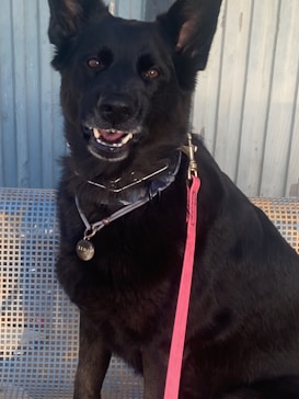 A large black dog with upright ears, wearing a collar and a pink leash. The dog is sitting on a metal mesh bench, with a backdrop of corrugated metal.