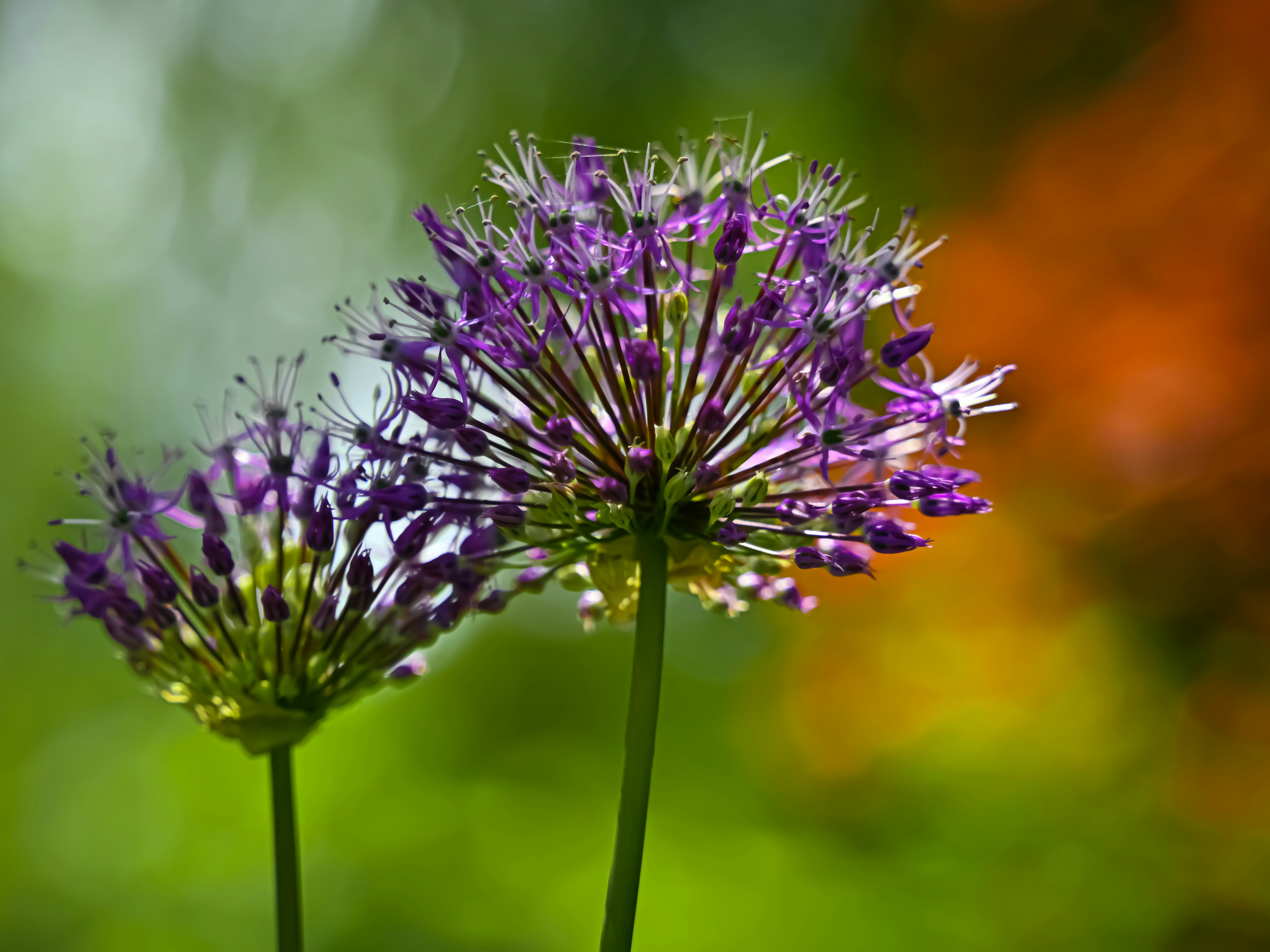 Photo by lucia_sorrentino