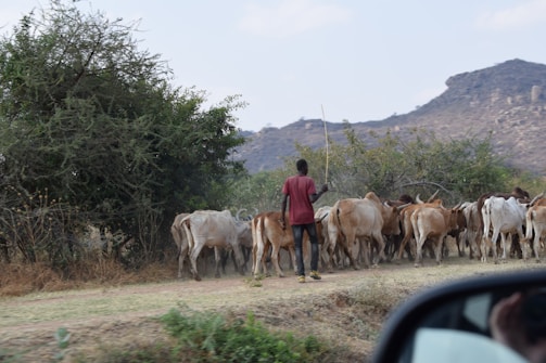 A person is herding a group of cattle on a dirt path in a rural setting. The herd is moving towards a dense bushy area with trees. There are distant hills visible in the background, suggesting a remote or mountainous region. Part of a vehicle mirror is visible in the lower right corner of the image.
