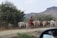 A person is herding a group of cattle on a dirt path in a rural setting. The herd is moving towards a dense bushy area with trees. There are distant hills visible in the background, suggesting a remote or mountainous region. Part of a vehicle mirror is visible in the lower right corner of the image.