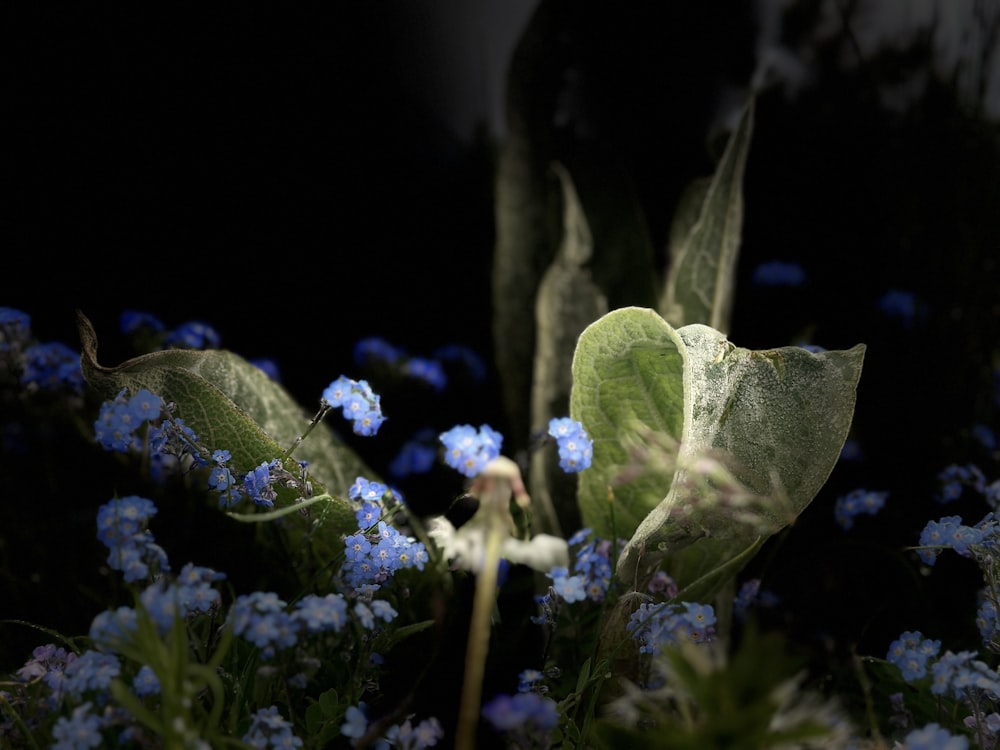 a bunch of blue flowers with green leaves