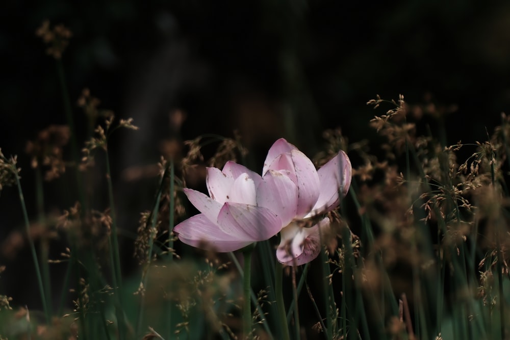 a couple of pink flowers sitting on top of a lush green field