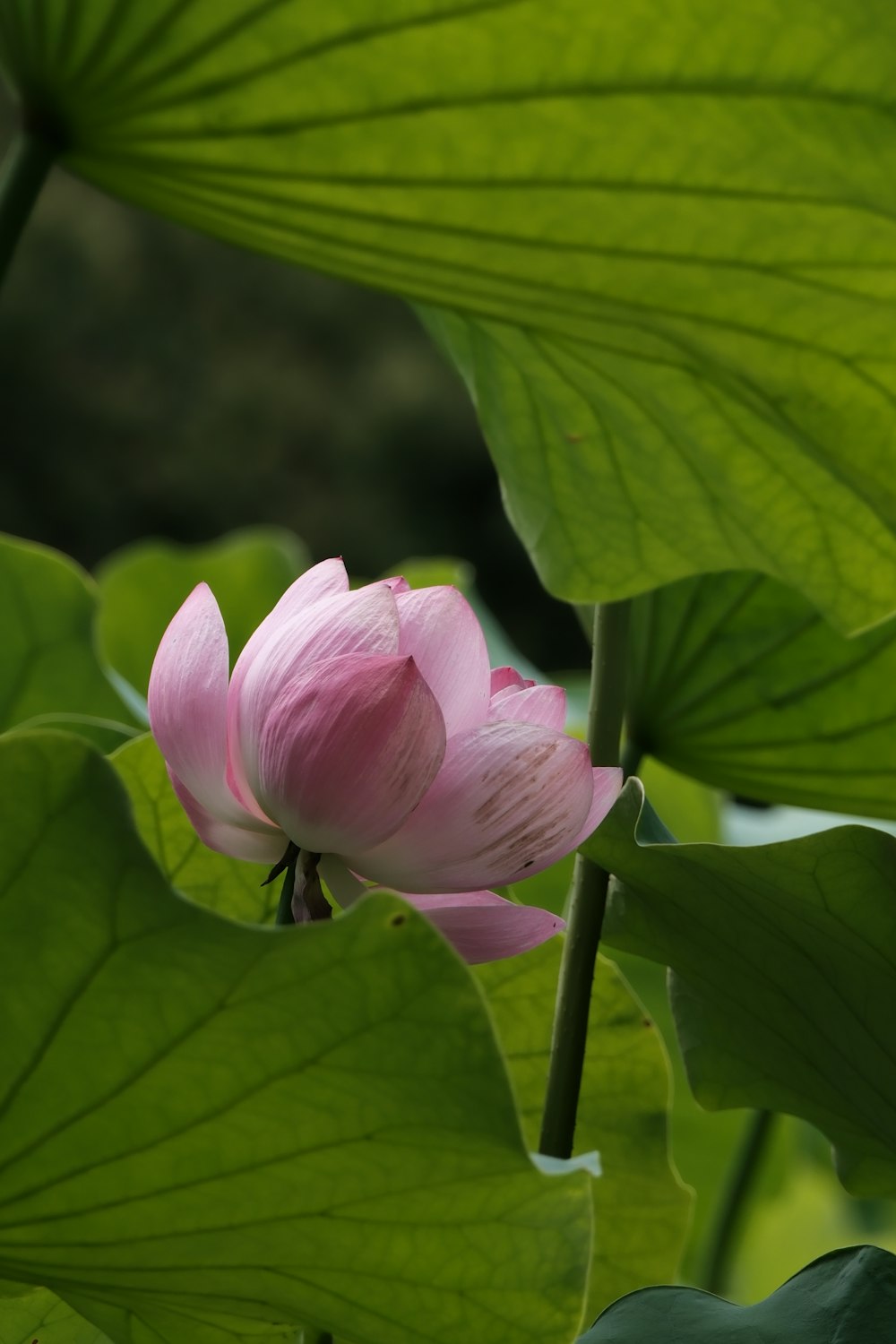 a pink lotus flower blooming in a pond