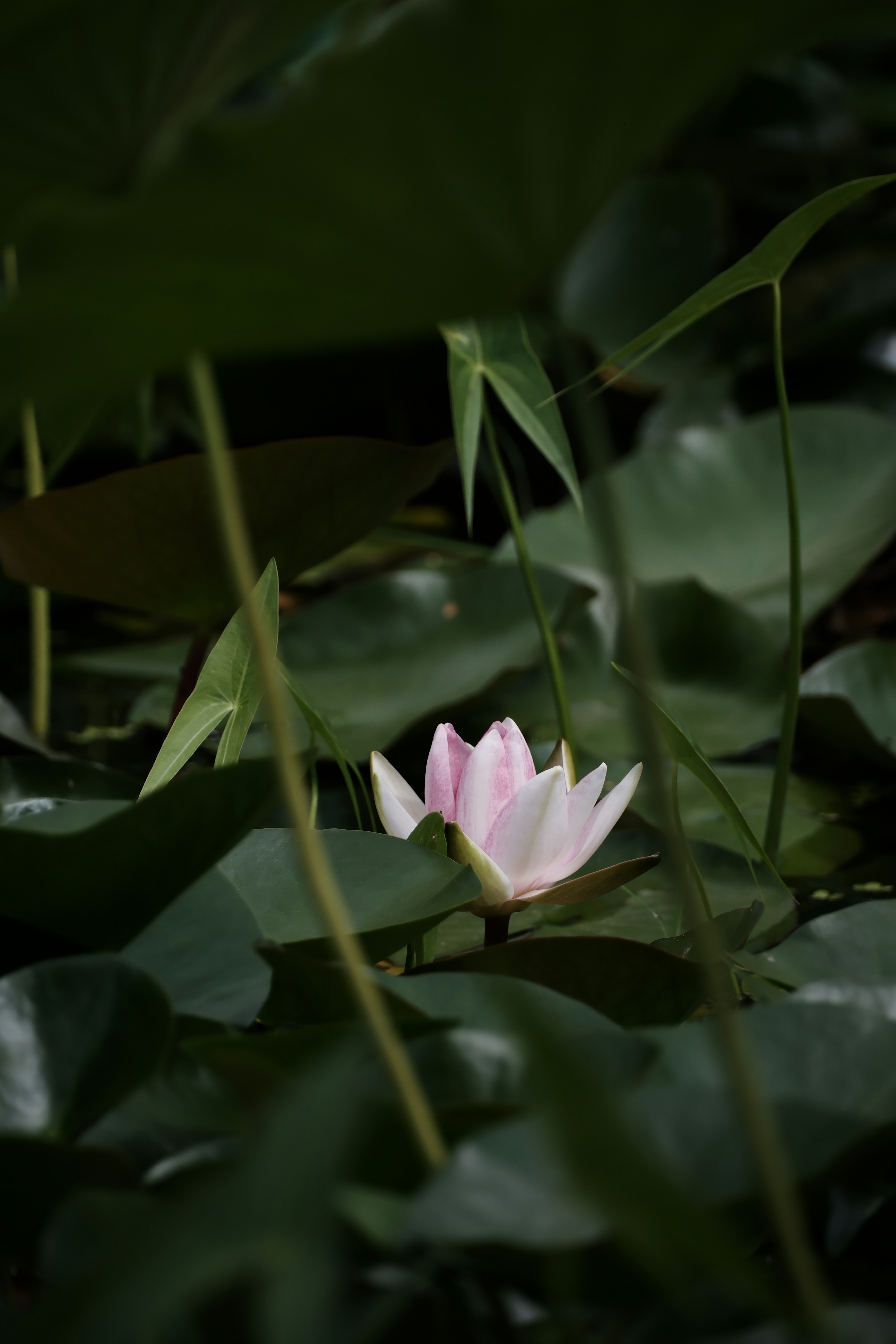 Could Heat-Killed Bacteria Help MS Patients Feel Better?