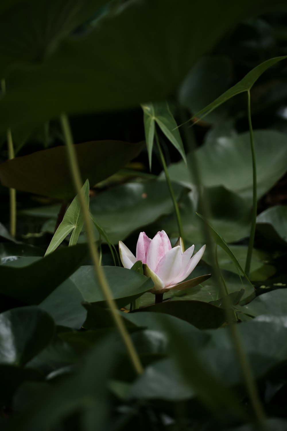 a pink and white flower sitting on top of a lush green field