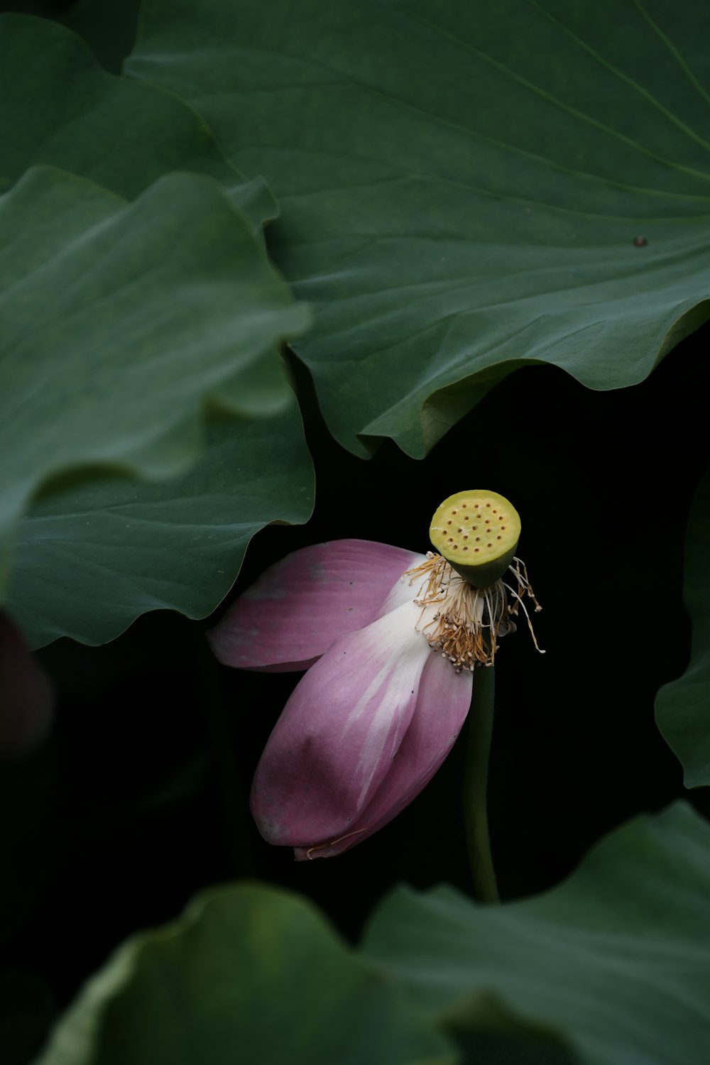 a pink flower with a yellow center surrounded by green leaves