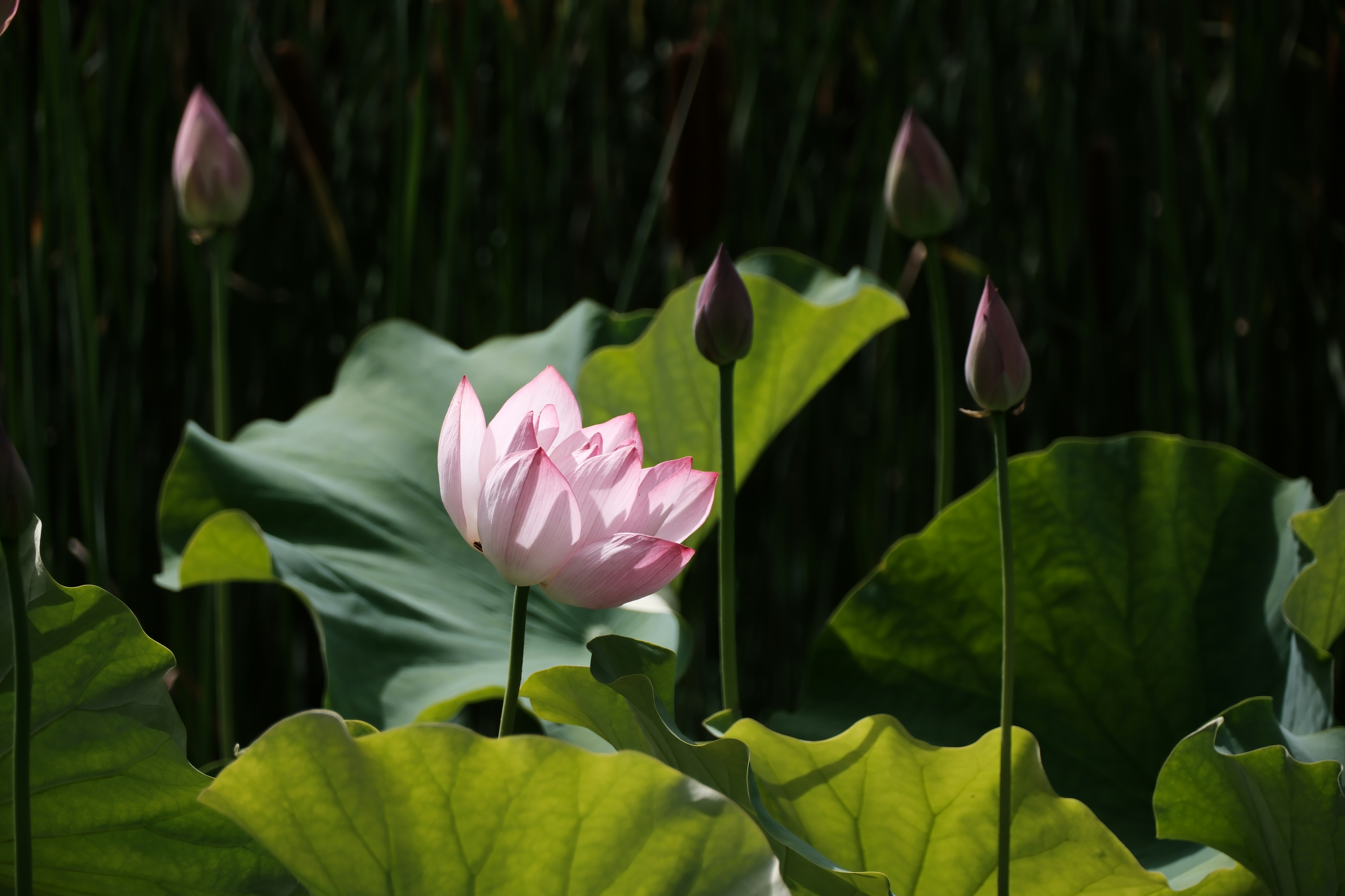 a pink flower sitting in the middle of a lush green field