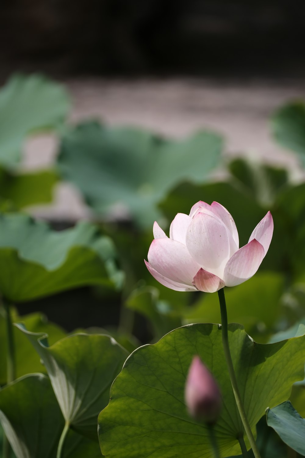 a pink lotus flower is blooming among green leaves