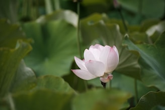 An artistic close-up of a red lotus flower symbolizing spiritual awakening and purity