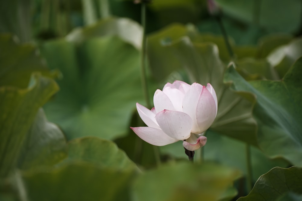 Eine rosafarbene Lotusblüte blüht zwischen grünen Blättern