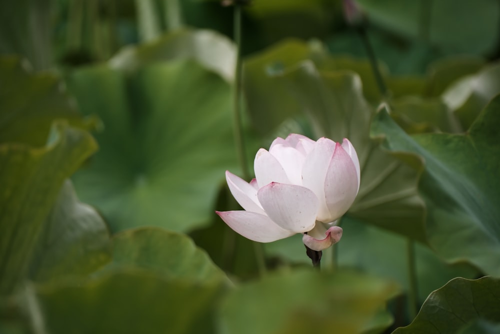 a pink lotus flower is blooming among green leaves