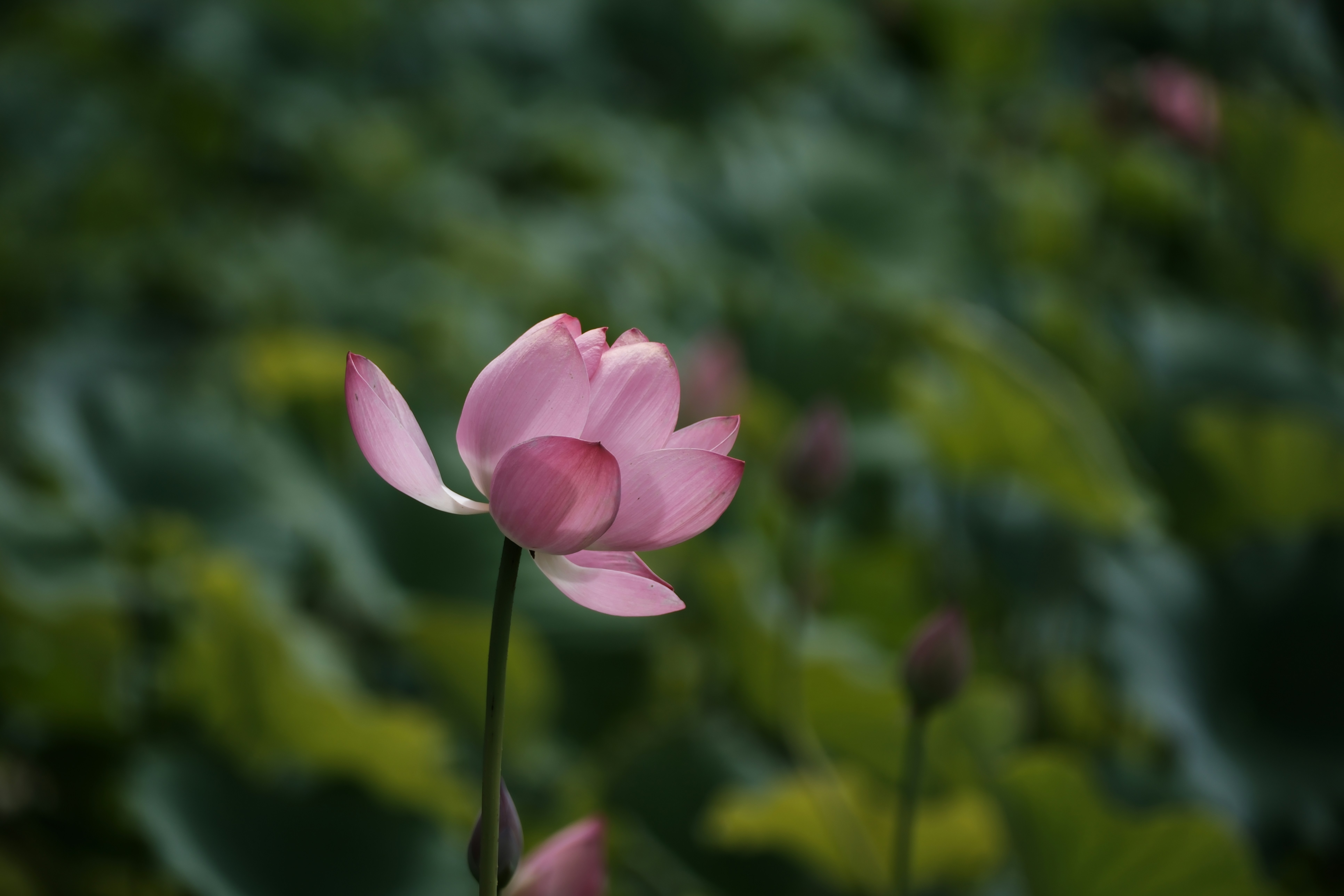 a pink flower with green leaves in the background