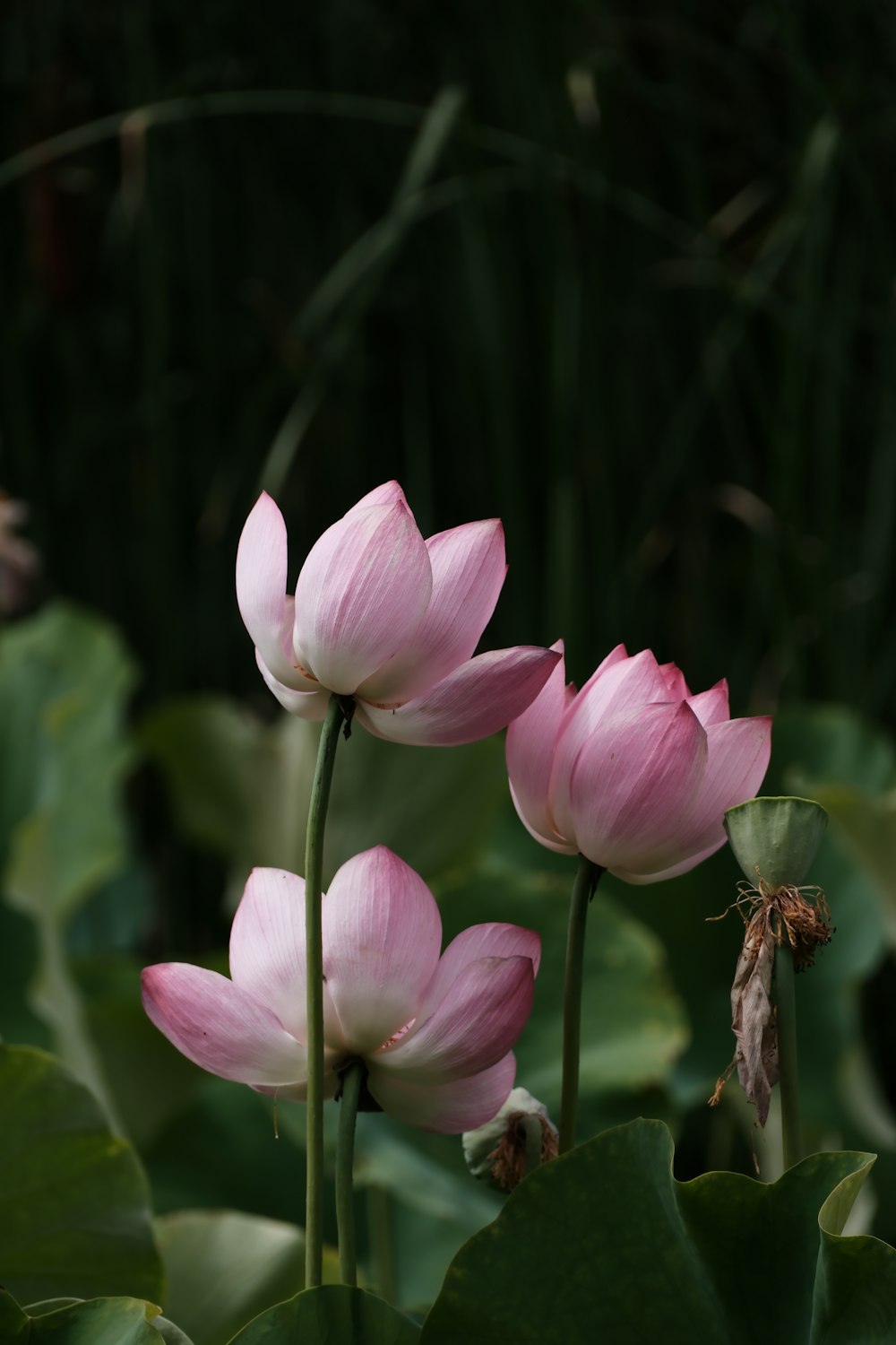 a couple of pink flowers sitting on top of a lush green field