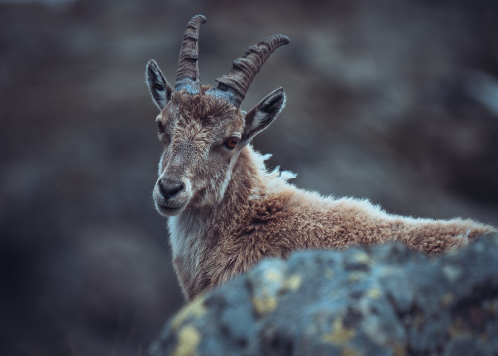 a goat with long horns sitting on a rock