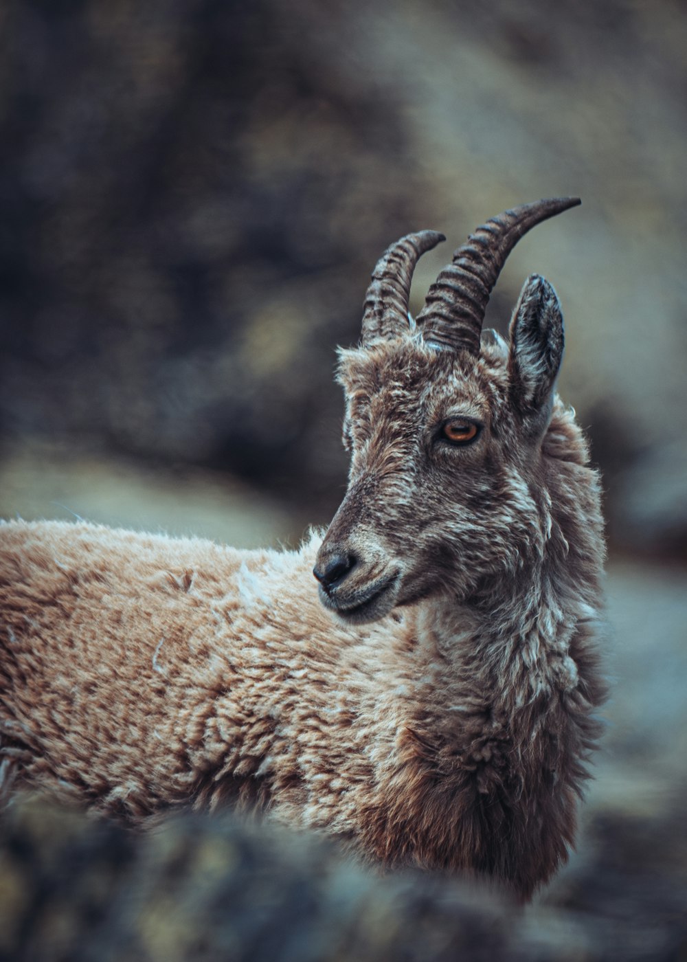 a goat with long horns standing in a rocky area