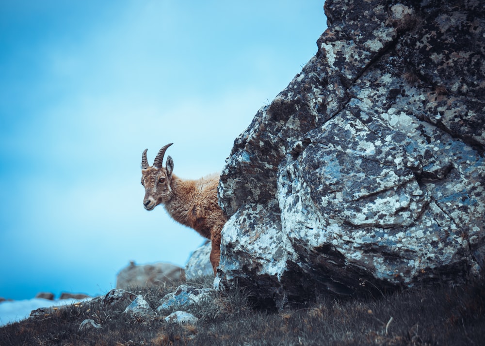 a mountain goat standing on top of a rocky hill