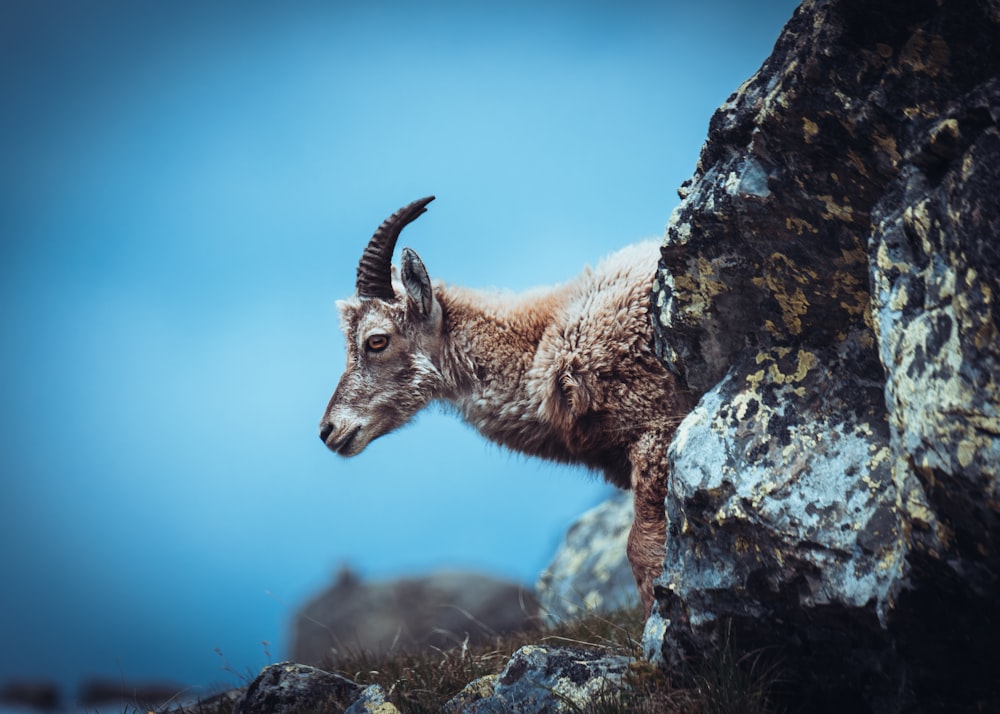 a mountain goat standing on top of a rocky hillside