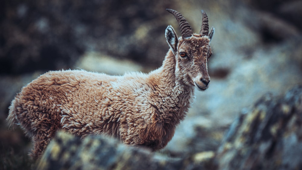 a mountain goat standing on a rocky hillside