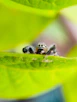a close up of a spider on a leaf