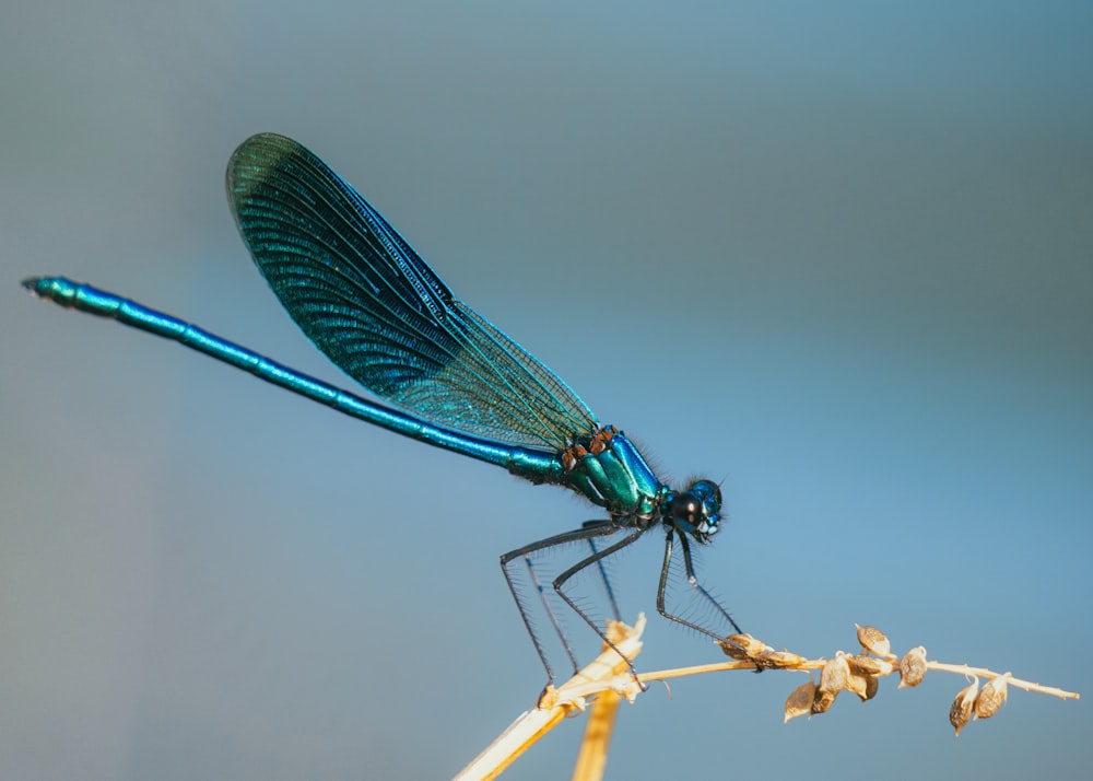 uma libélula azul sentada em cima de uma planta