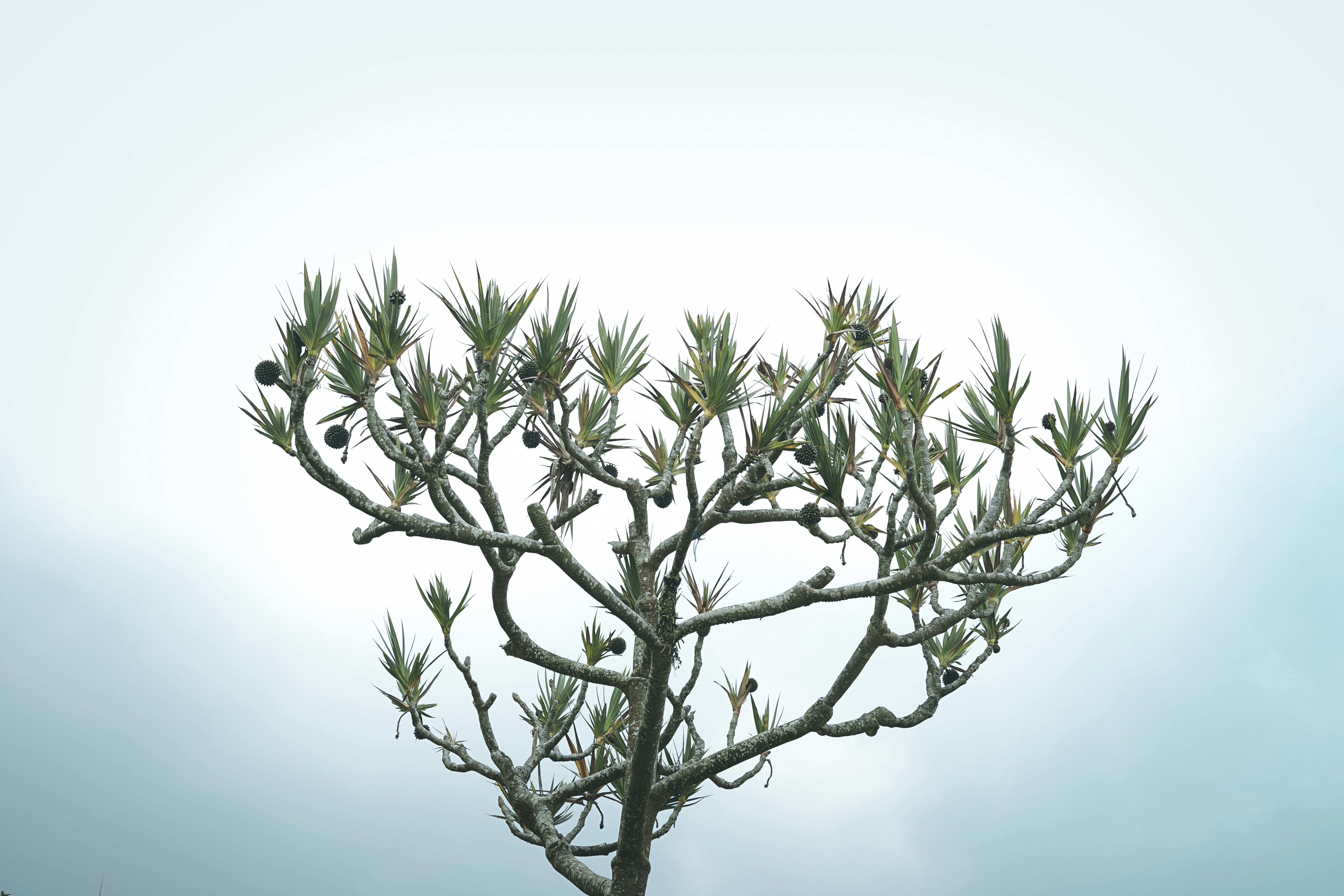 a very tall tree with lots of green leaves